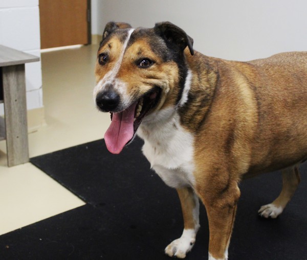 Mater 25061, an adoptable Bull Terrier in Pocatello, ID, 83205 | Photo Image 5