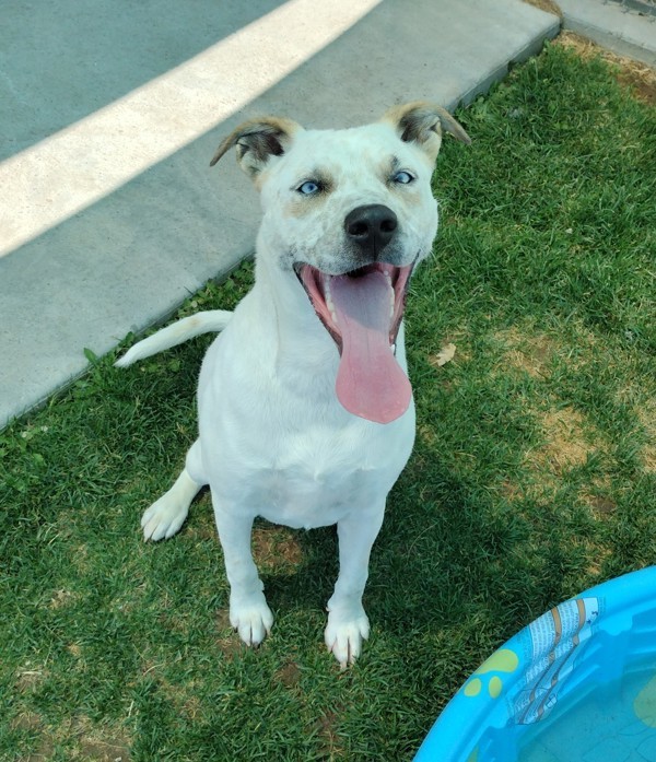 Charlie 39937, an adoptable Pit Bull Terrier in Pocatello, ID, 83205 | Photo Image 1