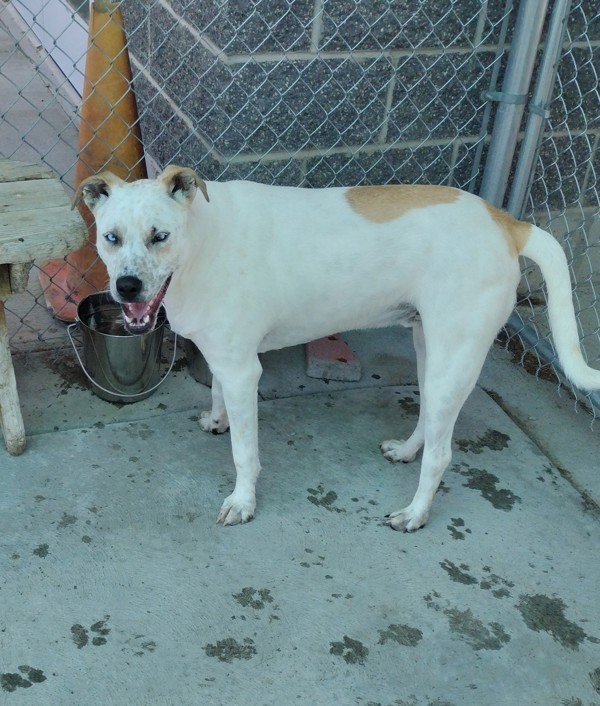 Charlie 39937, an adoptable Pit Bull Terrier in Pocatello, ID, 83205 | Photo Image 2