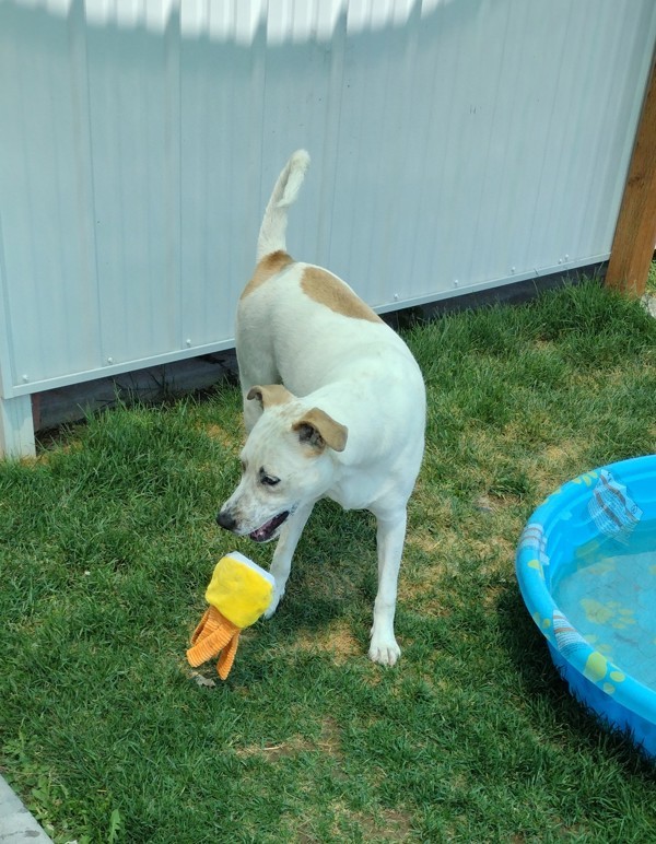 Charlie 39937, an adoptable Pit Bull Terrier in Pocatello, ID, 83205 | Photo Image 3