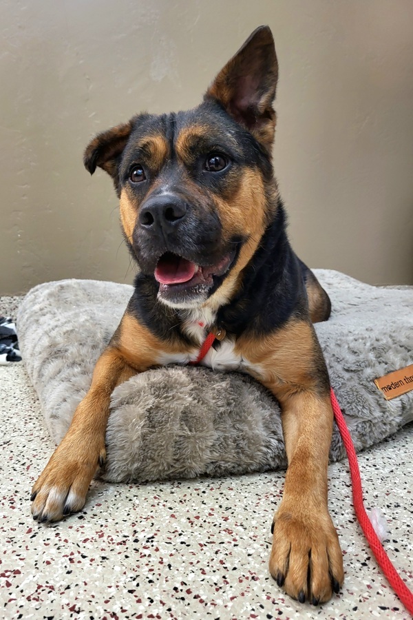 Valentina 41256, an adoptable Australian Cattle Dog / Blue Heeler, American Staffordshire Terrier in Pocatello, ID, 83205 | Photo Image 1