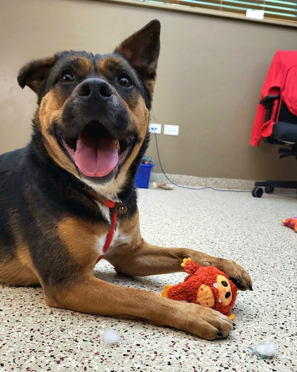 Valentina 41256, an adoptable Australian Cattle Dog / Blue Heeler, American Staffordshire Terrier in Pocatello, ID, 83205 | Photo Image 2