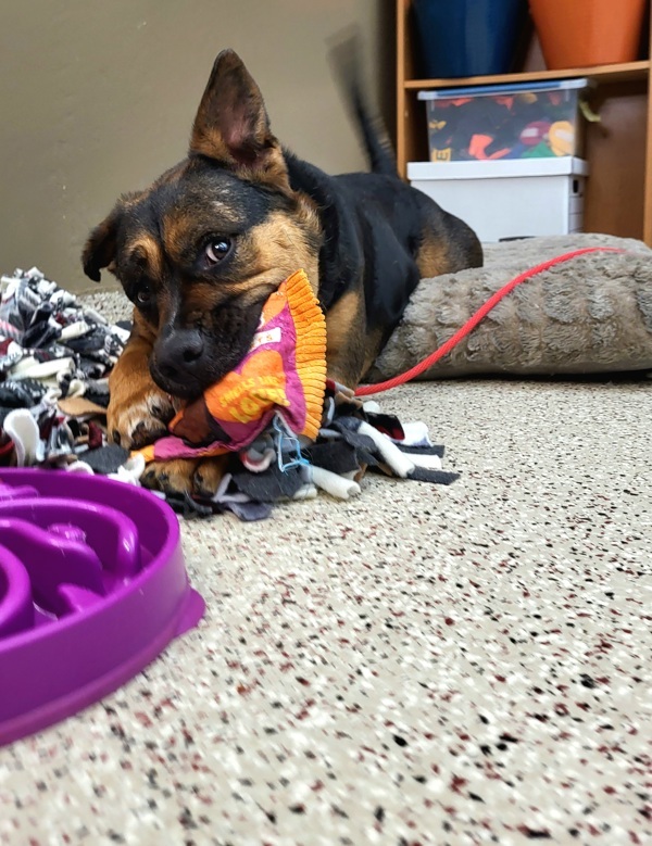 Valentina 41256, an adoptable Australian Cattle Dog / Blue Heeler, American Staffordshire Terrier in Pocatello, ID, 83205 | Photo Image 3