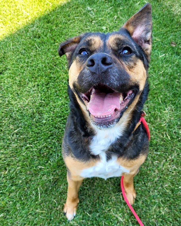 Valentina 41256, an adoptable Australian Cattle Dog / Blue Heeler, American Staffordshire Terrier in Pocatello, ID, 83205 | Photo Image 4