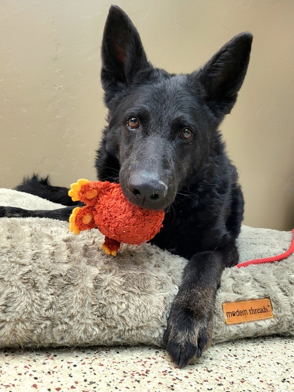 Wednesday 41815, an adoptable German Shepherd Dog in Pocatello, ID, 83205 | Photo Image 1