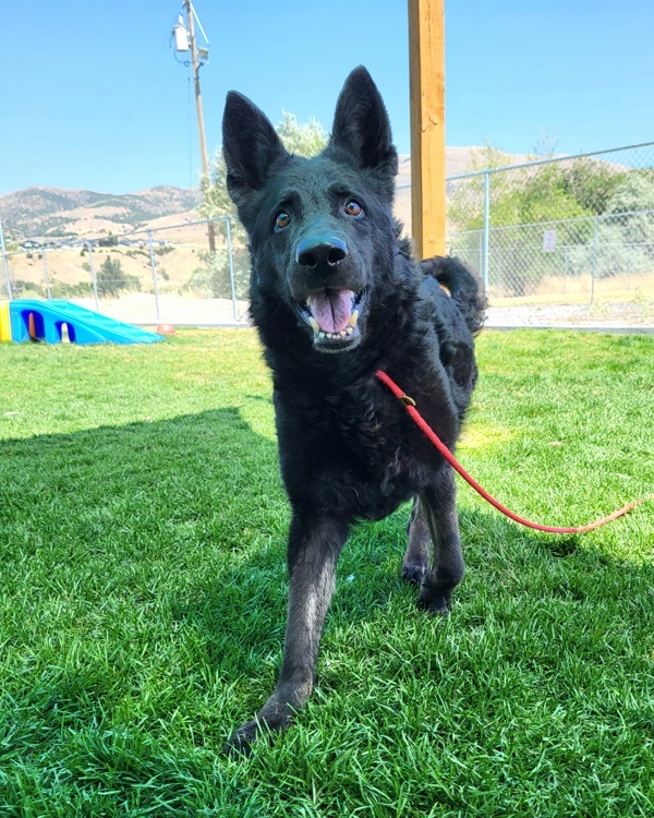 Wednesday 41815, an adoptable German Shepherd Dog in Pocatello, ID, 83205 | Photo Image 2