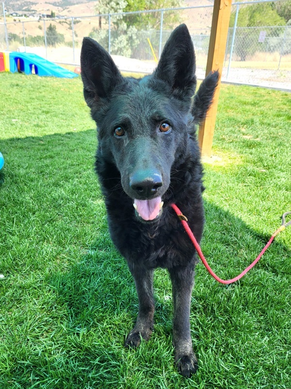 Wednesday 41815, an adoptable German Shepherd Dog in Pocatello, ID, 83205 | Photo Image 3