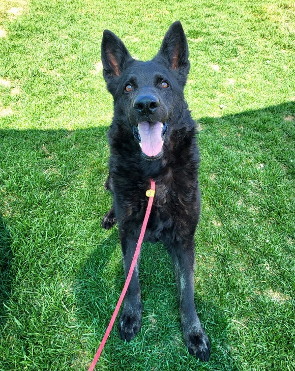 Wednesday 41815, an adoptable German Shepherd Dog in Pocatello, ID, 83205 | Photo Image 4