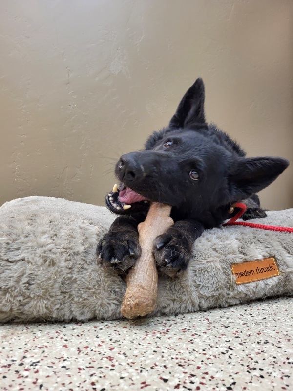 Wednesday 41815, an adoptable German Shepherd Dog in Pocatello, ID, 83205 | Photo Image 5