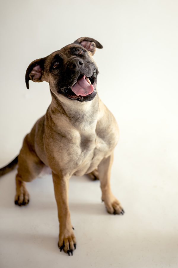 Ariana 37495, an adoptable German Shepherd Dog, Boxer in Pocatello, ID, 83205 | Photo Image 2