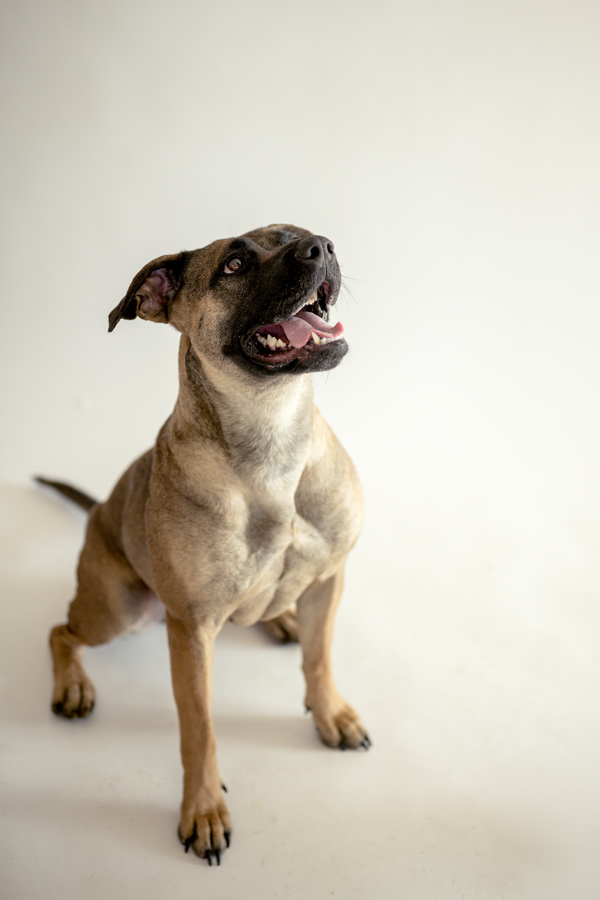 Ariana 37495, an adoptable German Shepherd Dog, Boxer in Pocatello, ID, 83205 | Photo Image 3