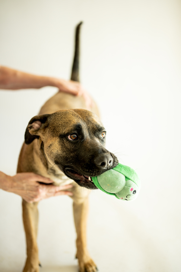 Ariana 37495, an adoptable German Shepherd Dog, Boxer in Pocatello, ID, 83205 | Photo Image 4