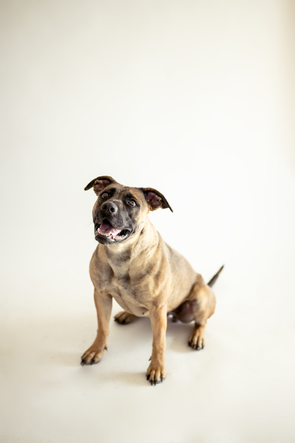 Ariana 37495, an adoptable German Shepherd Dog, Boxer in Pocatello, ID, 83205 | Photo Image 6