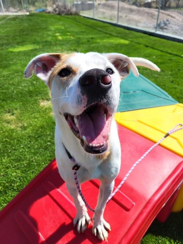 Jerry 37858, an adoptable Pointer in Pocatello, ID, 83205 | Photo Image 1