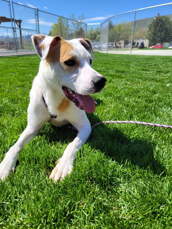 Jerry 37858, an adoptable Pointer in Pocatello, ID, 83205 | Photo Image 2