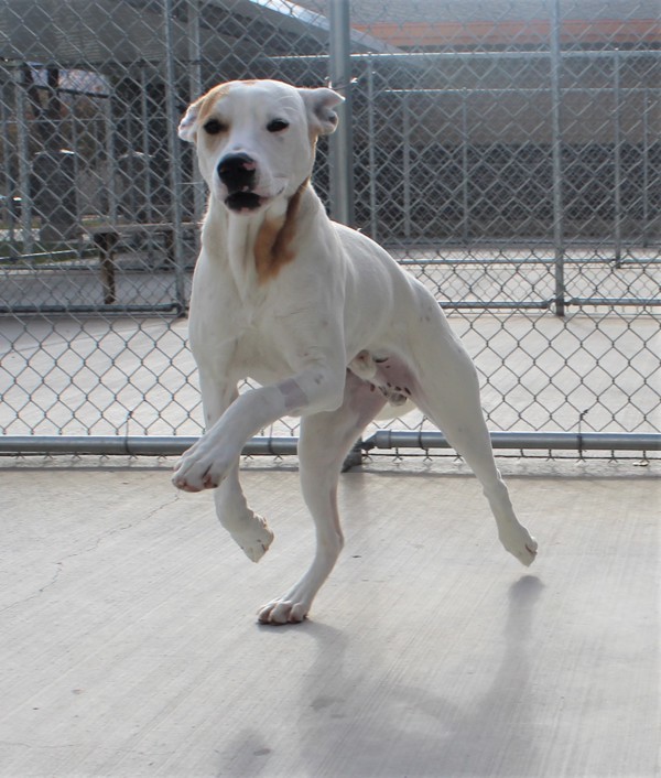 Jerry 37858, an adoptable Pointer in Pocatello, ID, 83205 | Photo Image 4