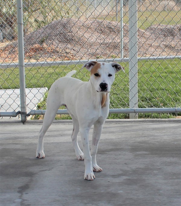 Jerry 37858, an adoptable Pointer in Pocatello, ID, 83205 | Photo Image 5