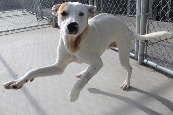 Jerry 37858, an adoptable Pointer in Pocatello, ID, 83205 | Photo Image 6