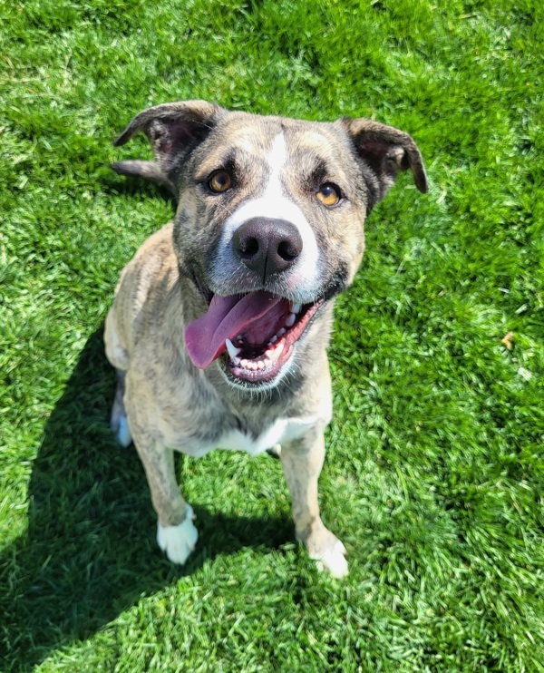 Hunter 42140, an adoptable Boxer, Australian Cattle Dog / Blue Heeler in Pocatello, ID, 83205 | Photo Image 1