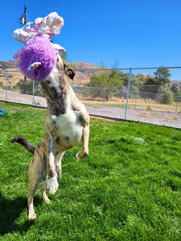 Hunter 42140, an adoptable Boxer, Australian Cattle Dog / Blue Heeler in Pocatello, ID, 83205 | Photo Image 2