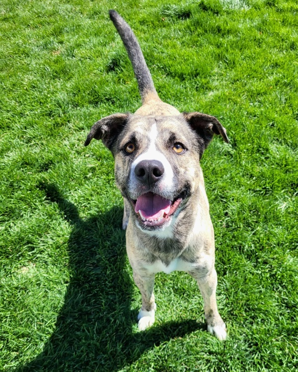 Hunter 42140, an adoptable Boxer, Australian Cattle Dog / Blue Heeler in Pocatello, ID, 83205 | Photo Image 3