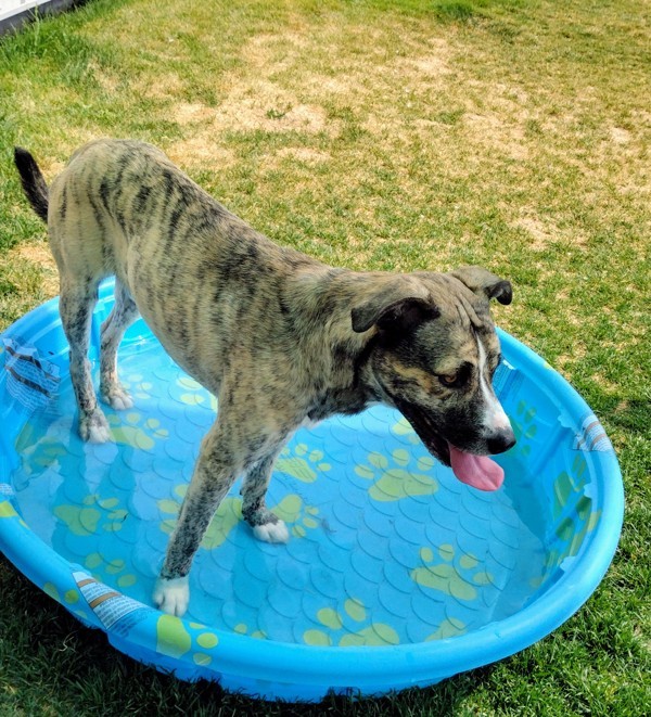 Hunter 42140, an adoptable Boxer, Australian Cattle Dog / Blue Heeler in Pocatello, ID, 83205 | Photo Image 4