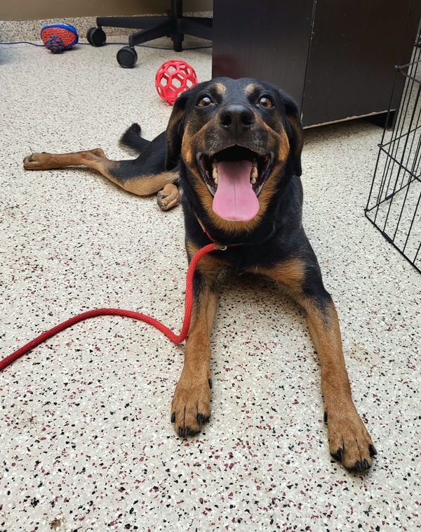 James 42160, an adoptable Coonhound in Pocatello, ID, 83205 | Photo Image 1