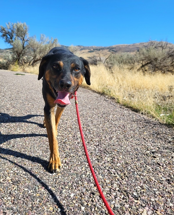 James 42160, an adoptable Coonhound in Pocatello, ID, 83205 | Photo Image 2