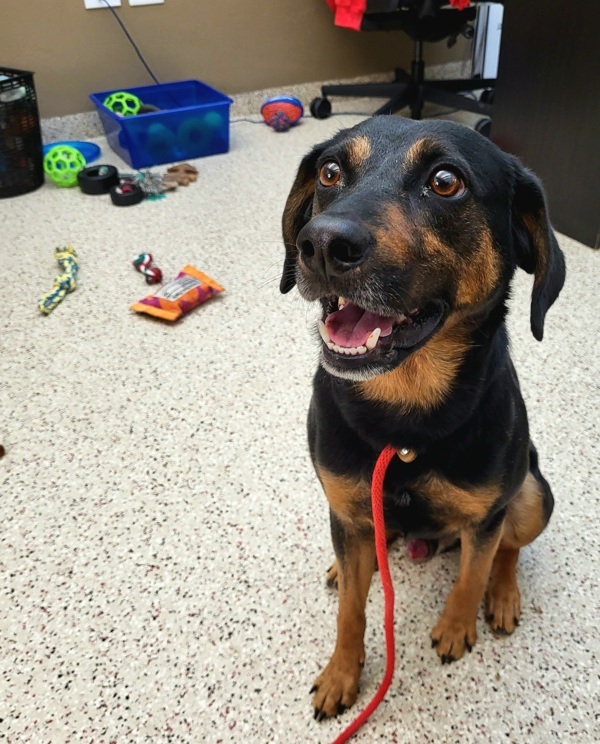 James 42160, an adoptable Coonhound in Pocatello, ID, 83205 | Photo Image 3