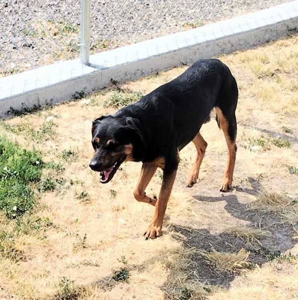 James 42160, an adoptable Coonhound in Pocatello, ID, 83205 | Photo Image 4