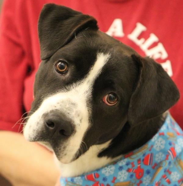 Barklie 23875, an adoptable Labrador Retriever, Pit Bull Terrier in Pocatello, ID, 83205 | Photo Image 1