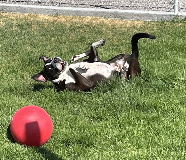 Barklie 23875, an adoptable Labrador Retriever, Pit Bull Terrier in Pocatello, ID, 83205 | Photo Image 3