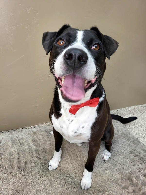 Barklie 23875, an adoptable Labrador Retriever, Pit Bull Terrier in Pocatello, ID, 83205 | Photo Image 4