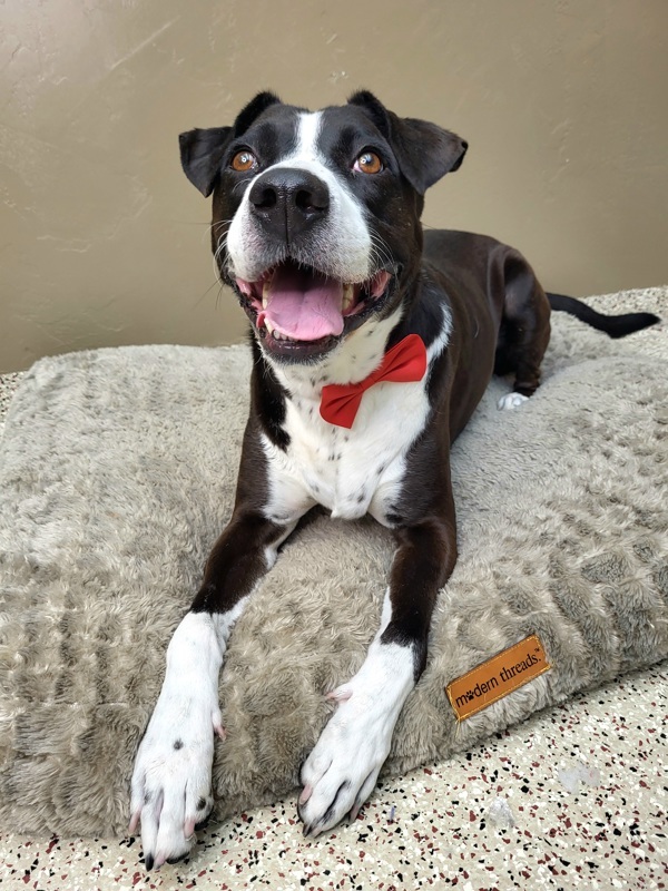 Barklie 23875, an adoptable Labrador Retriever, Pit Bull Terrier in Pocatello, ID, 83205 | Photo Image 5