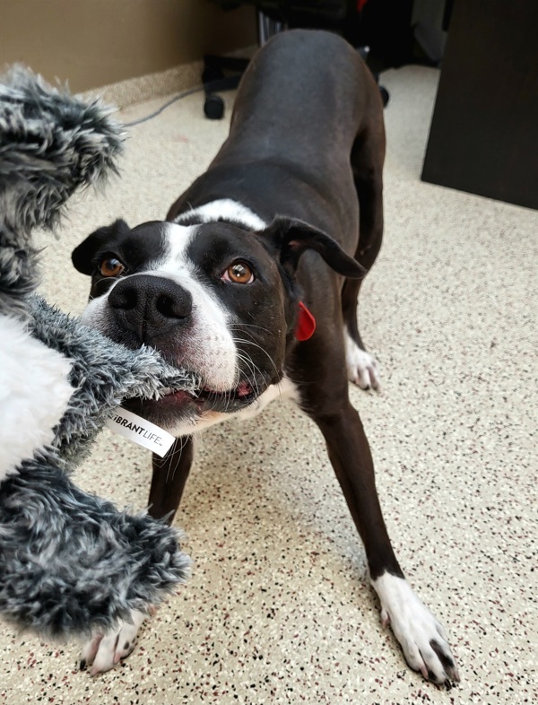 Barklie 23875, an adoptable Labrador Retriever, Pit Bull Terrier in Pocatello, ID, 83205 | Photo Image 6