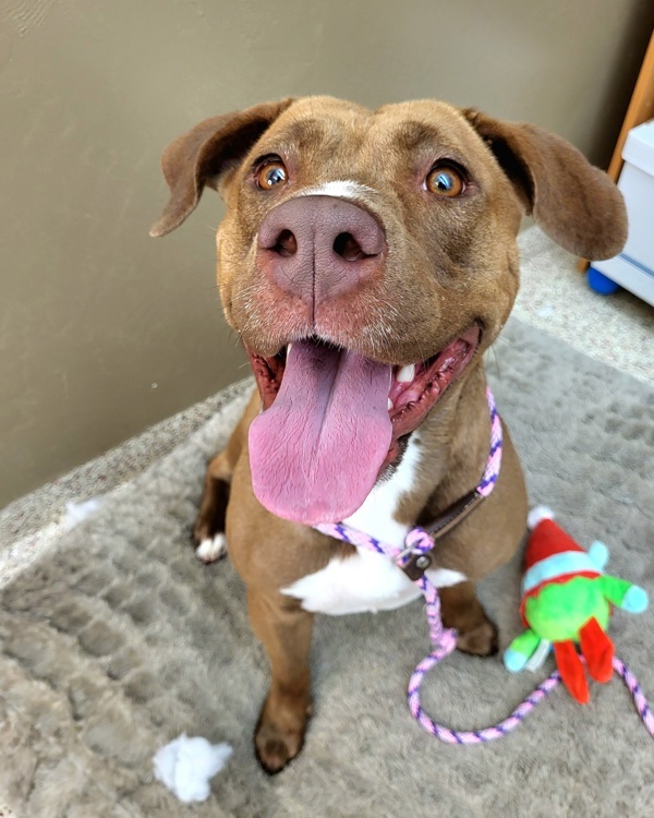 Marty 42012, an adoptable Labrador Retriever, Pit Bull Terrier in Pocatello, ID, 83205 | Photo Image 1