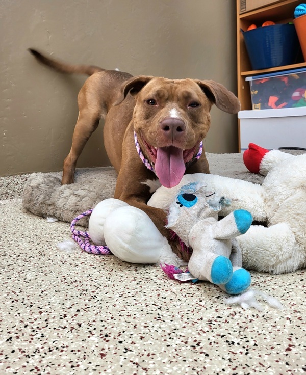 Marty 42012, an adoptable Labrador Retriever, Pit Bull Terrier in Pocatello, ID, 83205 | Photo Image 2