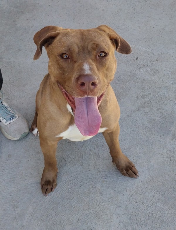 Marty 42012, an adoptable Labrador Retriever, Pit Bull Terrier in Pocatello, ID, 83205 | Photo Image 3