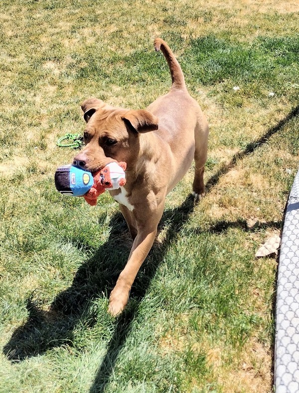 Marty 42012, an adoptable Labrador Retriever, Pit Bull Terrier in Pocatello, ID, 83205 | Photo Image 4