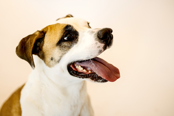 Isabella 41002, an adoptable Pit Bull Terrier, Australian Shepherd in Pocatello, ID, 83205 | Photo Image 1