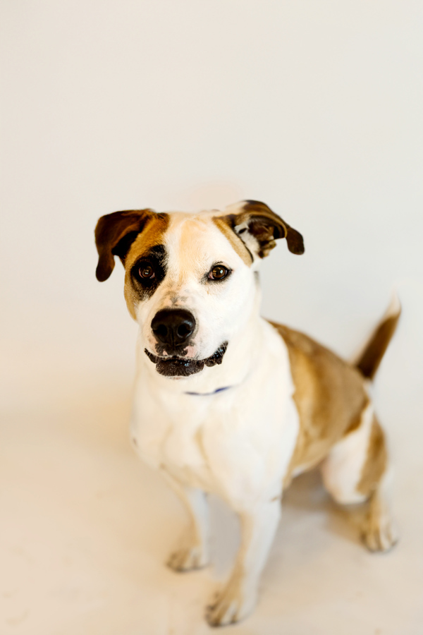 Isabella 41002, an adoptable Pit Bull Terrier, Australian Shepherd in Pocatello, ID, 83205 | Photo Image 2