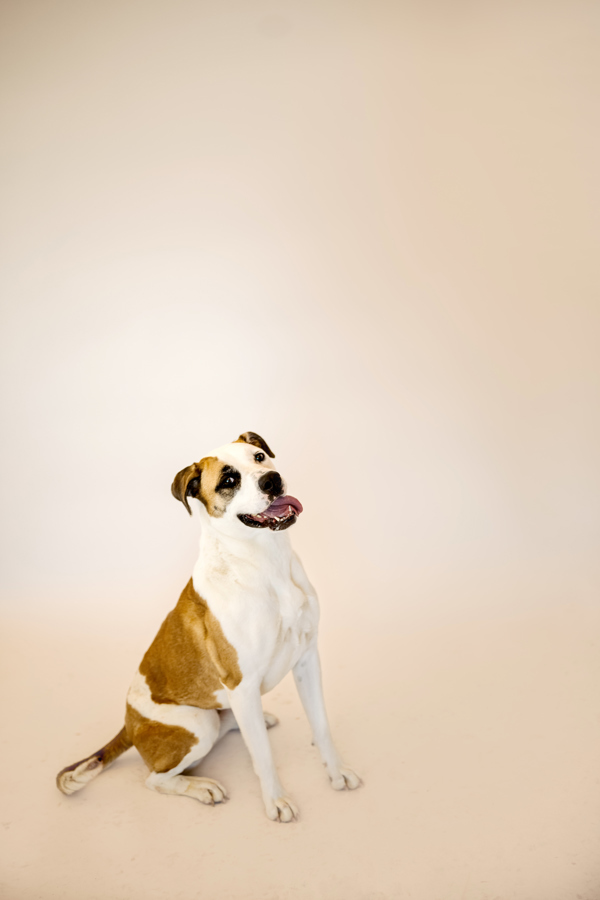 Isabella 41002, an adoptable Pit Bull Terrier, Australian Shepherd in Pocatello, ID, 83205 | Photo Image 3