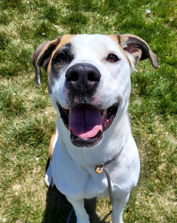 Isabella 41002, an adoptable Pit Bull Terrier, Australian Shepherd in Pocatello, ID, 83205 | Photo Image 4