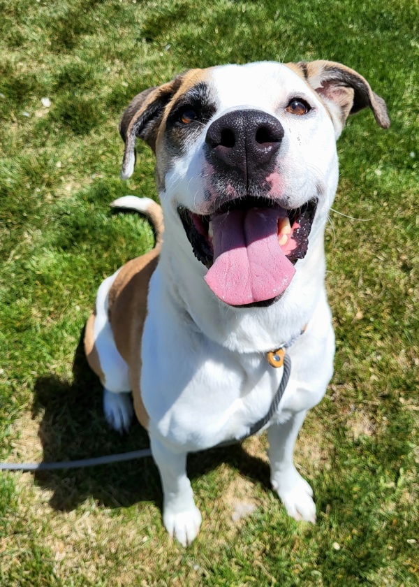 Isabella 41002, an adoptable Pit Bull Terrier, Australian Shepherd in Pocatello, ID, 83205 | Photo Image 5