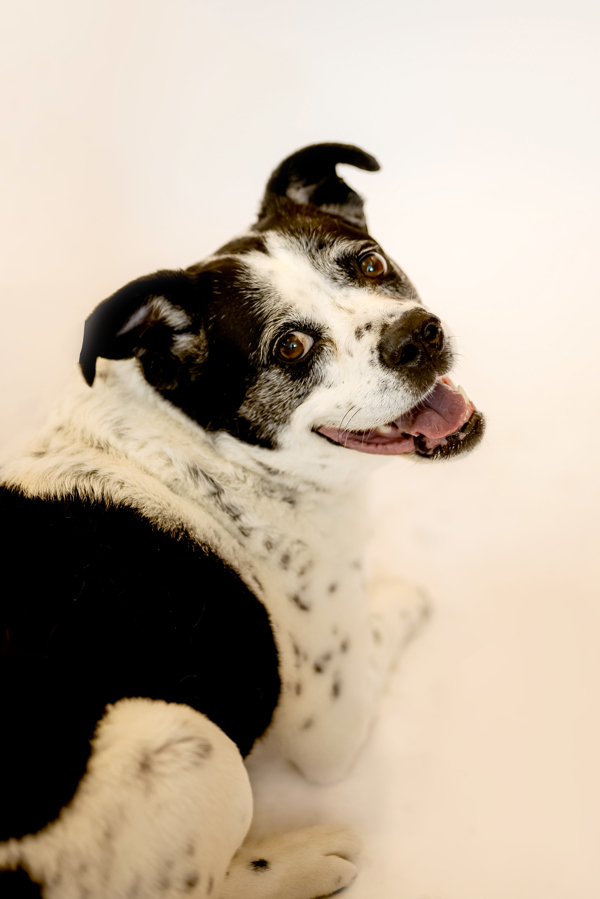 Bianca 40941, an adoptable Australian Cattle Dog / Blue Heeler, English Bulldog in Pocatello, ID, 83205 | Photo Image 1