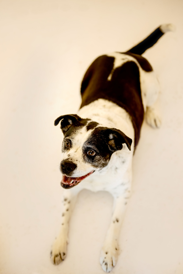 Bianca 40941, an adoptable Australian Cattle Dog / Blue Heeler, English Bulldog in Pocatello, ID, 83205 | Photo Image 3