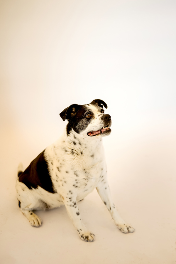 Bianca 40941, an adoptable Australian Cattle Dog / Blue Heeler, English Bulldog in Pocatello, ID, 83205 | Photo Image 4