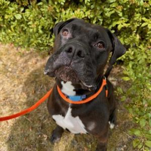 Rocky Mixed Breed Dog