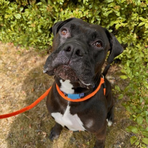 Rocky, an adoptable Mixed Breed in Spokane, WA, 99217 | Photo Image 1