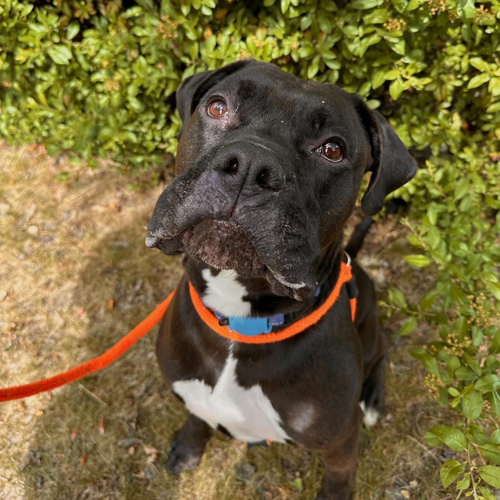 Rocky, an adoptable Mixed Breed in Spokane, WA, 99217 | Photo Image 1